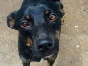 Cachorro raça SRD idade 2 anos nome MALÍ