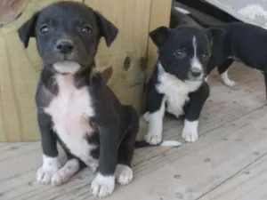 Cachorro raça srd idade Abaixo de 2 meses nome Filhotinhos