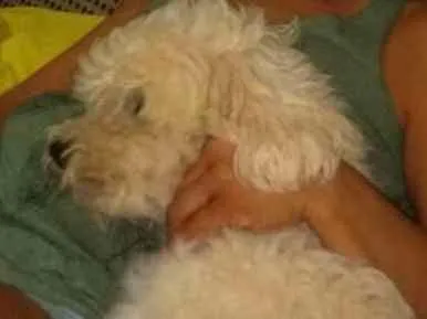 Cachorro ra a Lhasa apso idade 2 anos nome Théo