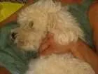 Cachorro raça Lhasa apso idade 2 anos nome Théo