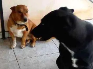 Cachorro raça Srd idade 3 anos nome Ulisses