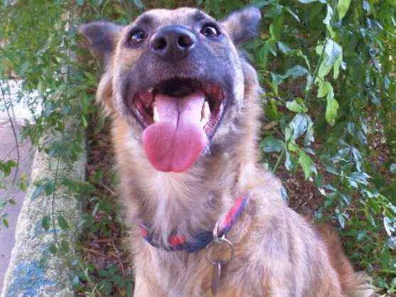 Cachorro ra a SRD idade 2 anos nome Nala
