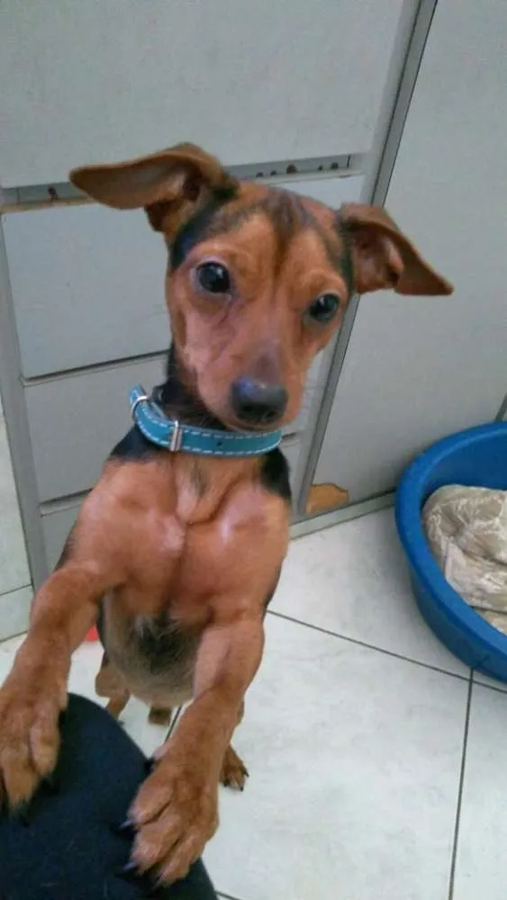 Gato ra a Pinscher ( Mix ) idade 1 ano nome Nino