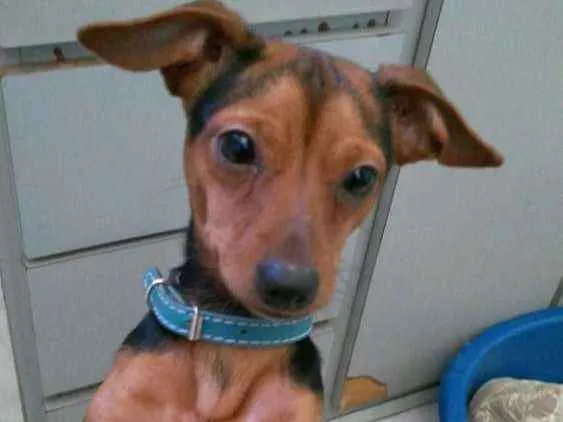 Gato ra a Pinscher ( Mix ) idade 1 ano nome Nino