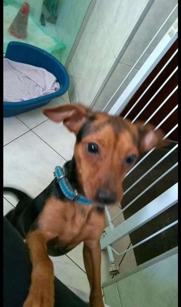 Gato ra a Pinscher ( Mix ) idade 1 ano nome Nino