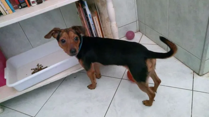 Gato ra a Pinscher ( Mix ) idade 1 ano nome Nino