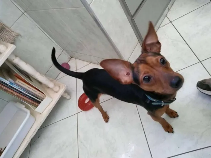 Gato ra a Pinscher ( Mix ) idade 1 ano nome Nino