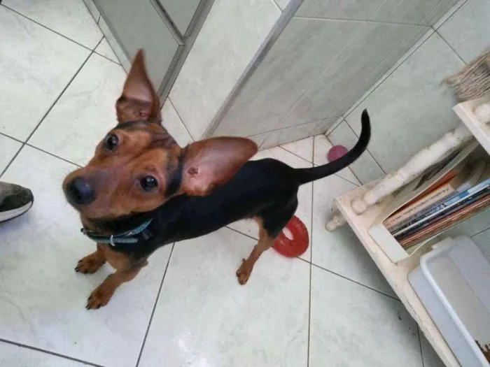 Gato ra a Pinscher ( Mix ) idade 1 ano nome Nino