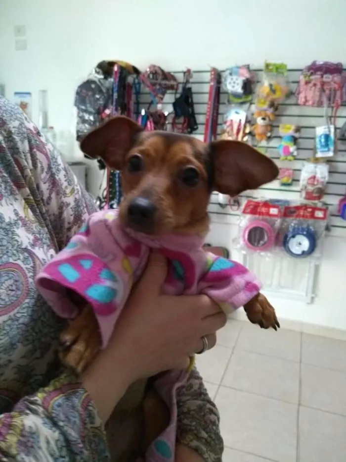 Gato ra a Pinscher ( Mix ) idade 1 ano nome Nino