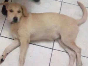 Cachorro raça Indefinido, labrador vira lata idade 2 a 6 meses nome Ramsés 