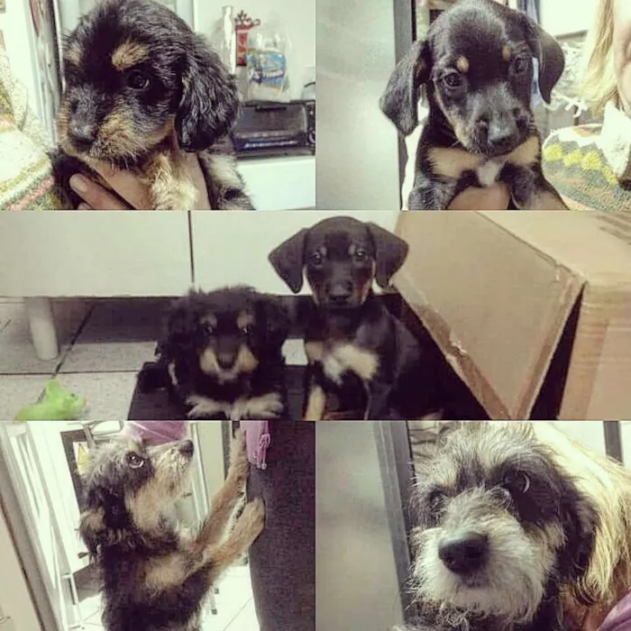 Cachorro ra a Vira lata idade Abaixo de 2 meses nome Sem nome