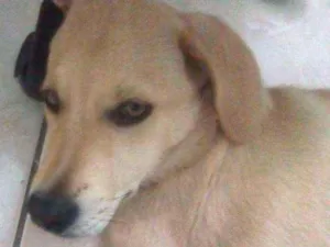 Cachorro raça Indefinido, labrador vira lata idade 2 a 6 meses nome Ramsés 
