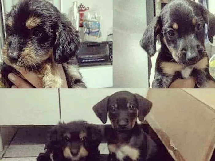 Cachorro ra a Vira lata idade Abaixo de 2 meses nome Sem nome