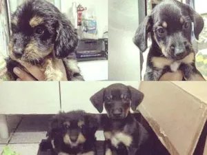 Cachorro raça Vira lata idade Abaixo de 2 meses nome Sem nome
