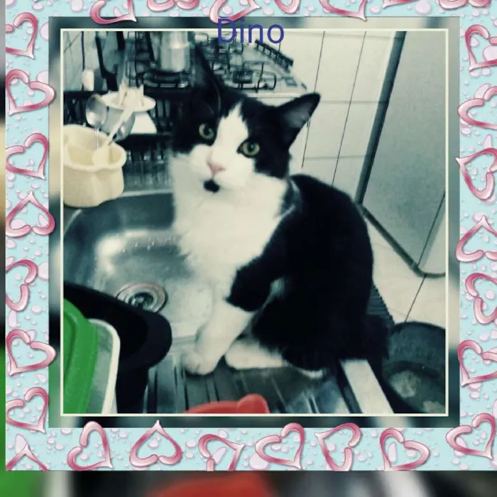Gato ra a Srd idade 7 a 11 meses nome Dino