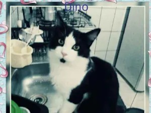 Gato raça Srd idade 7 a 11 meses nome Dino