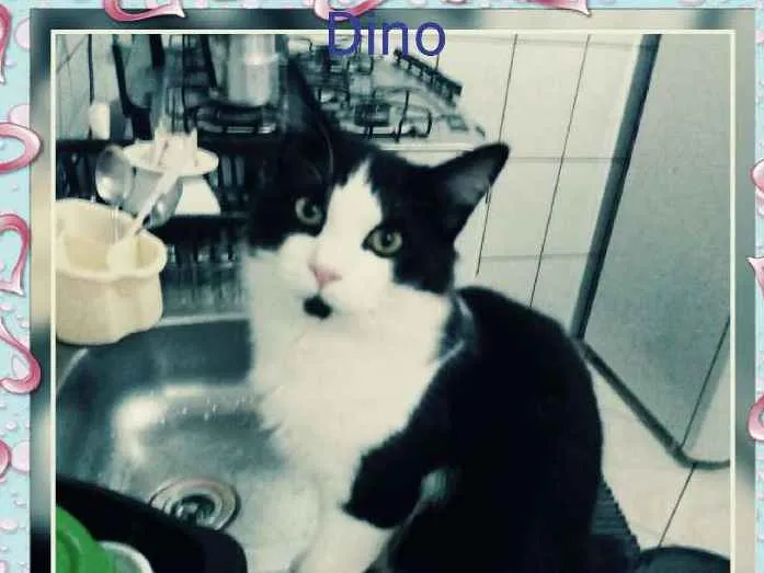 Gato ra a Srd idade 7 a 11 meses nome Dino