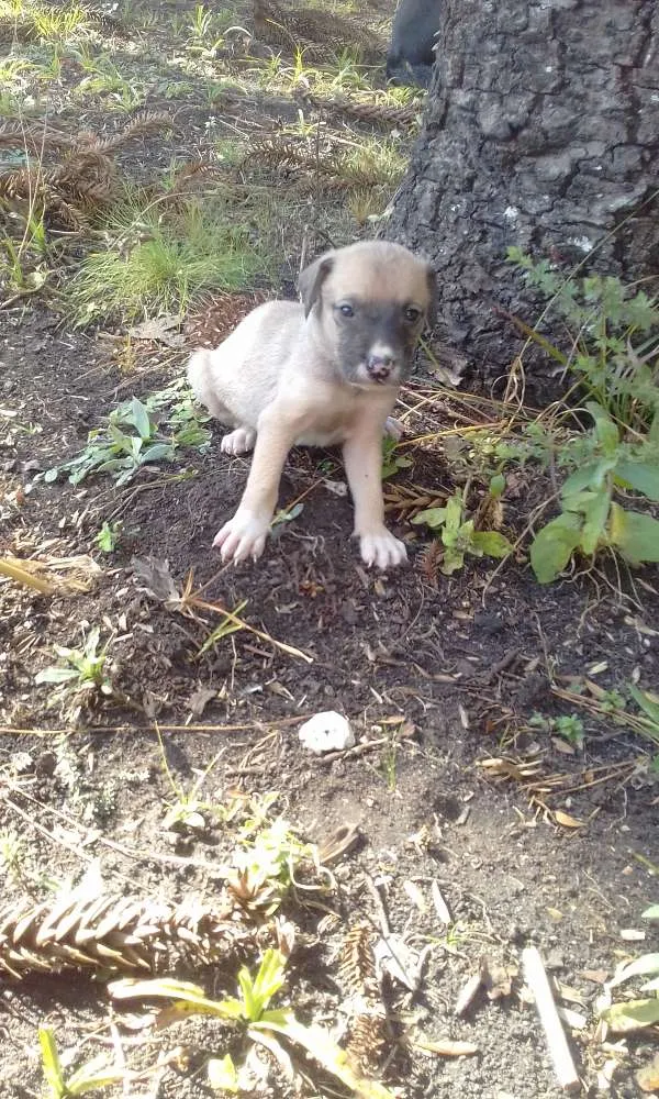 Cachorro raça Vira lata idade Abaixo de 2 meses nome Sem nome