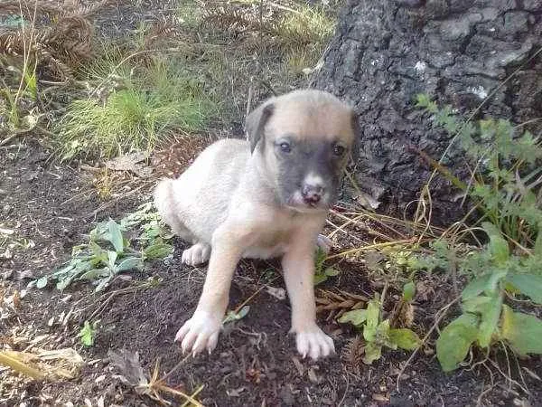 Cachorro raça Vira lata idade Abaixo de 2 meses nome Sem nome
