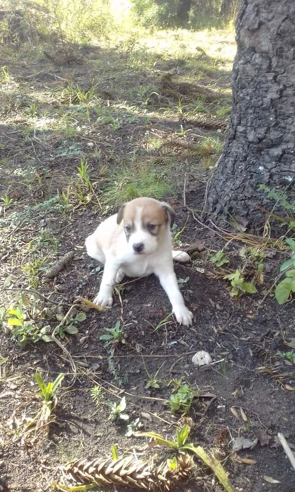 Cachorro raça Vira lata idade Abaixo de 2 meses nome Sem nome