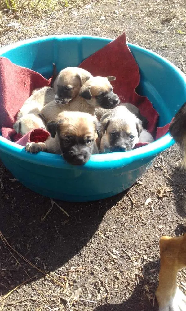 Cachorro raça Vira lata idade Abaixo de 2 meses nome Sem nome