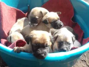 Cachorro raça Vira lata idade Abaixo de 2 meses nome Sem nome