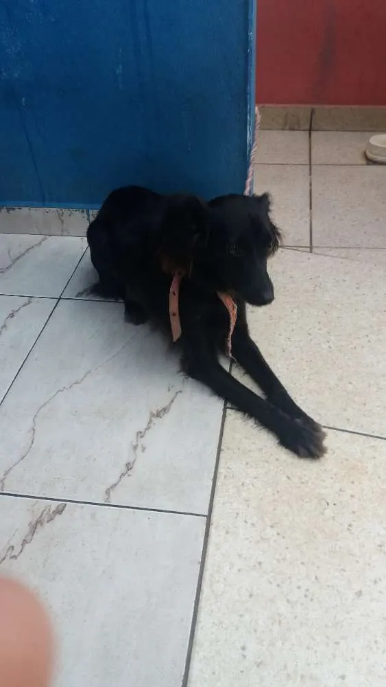 Cachorro raça vira lata idade 1 ano nome Lecy 