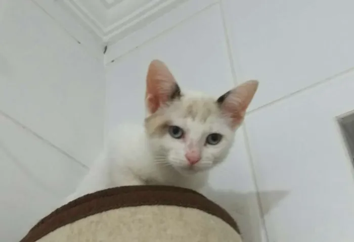 Gato ra a  idade 7 a 11 meses nome Zahra Aisha