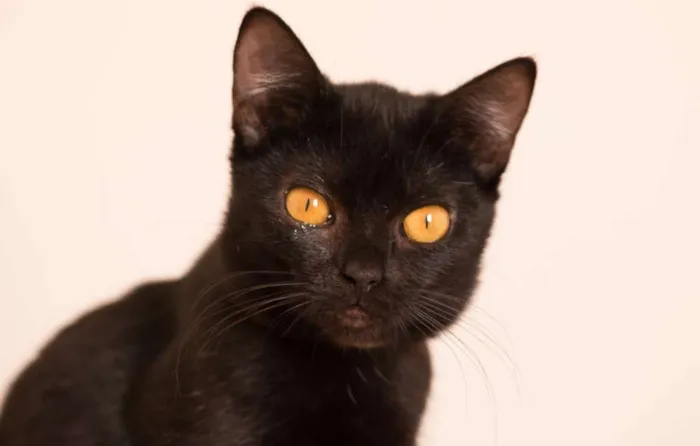 Gato ra a  idade 7 a 11 meses nome Nene