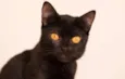 Nene