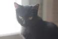 Nene
