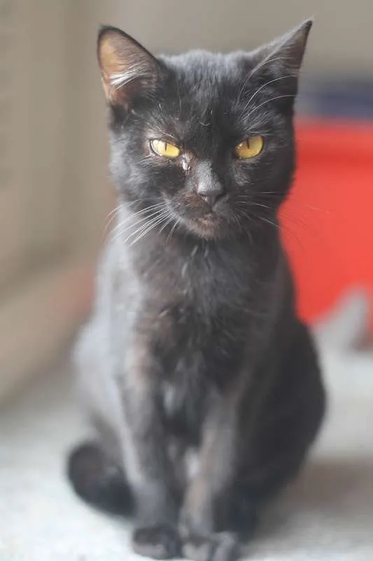 Gato ra a  idade 7 a 11 meses nome Nene