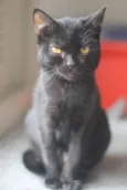 Nene