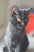 Nene