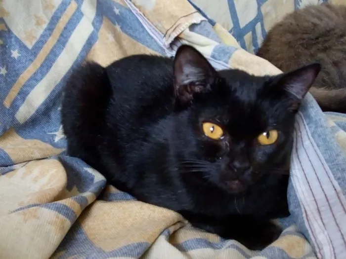 Gato ra a  idade 7 a 11 meses nome Nene