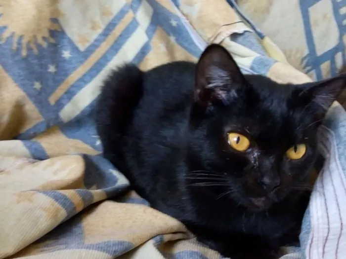 Gato ra a  idade 7 a 11 meses nome Nene