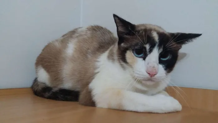 Gato ra a  idade 1 ano nome Nailah Aisha