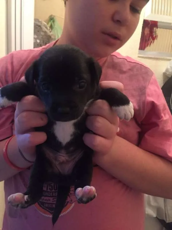 Cachorro ra a srd idade Abaixo de 2 meses nome Juan Carlos
