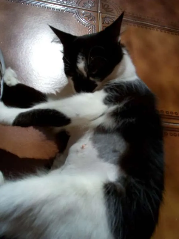 Gato ra a  idade 1 ano nome Bulma