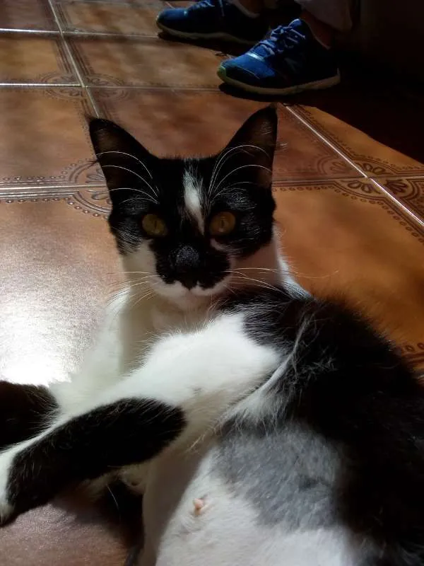 Gato ra a  idade 1 ano nome Bulma