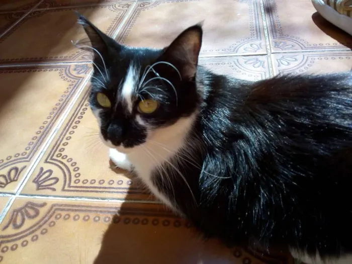 Gato ra a  idade 1 ano nome Bulma