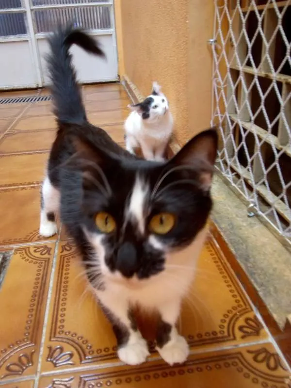 Gato ra a  idade 1 ano nome Bulma