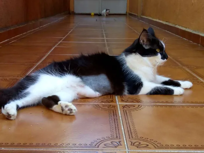 Gato ra a  idade 1 ano nome Bulma