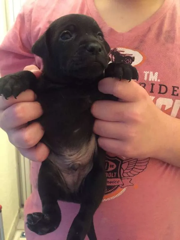 Cachorro ra a Srd idade Abaixo de 2 meses nome Juan
