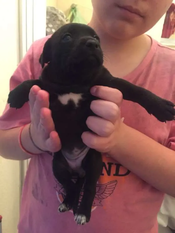 Cachorro ra a Srd idade Abaixo de 2 meses nome Amora