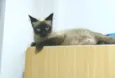 Maia