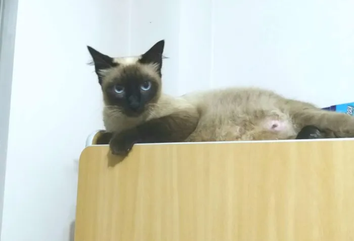 Gato ra a  idade 1 ano nome Maia