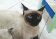 Maia