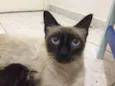 Maia