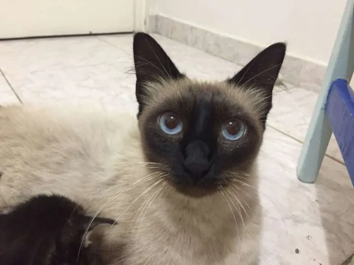 Gato ra a  idade 1 ano nome Maia